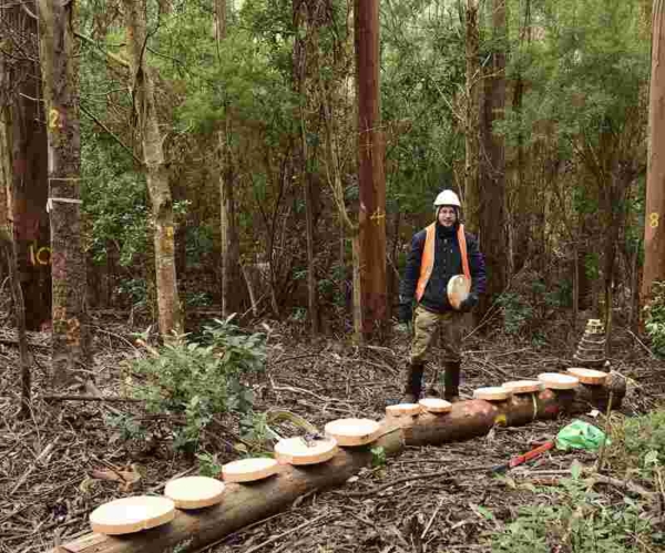 Tasmanian Forest And Forest Products Network – TFFPN